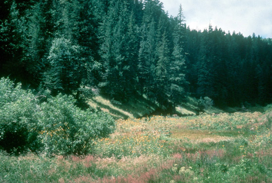 Montane Forest in the Sacramento Mountains