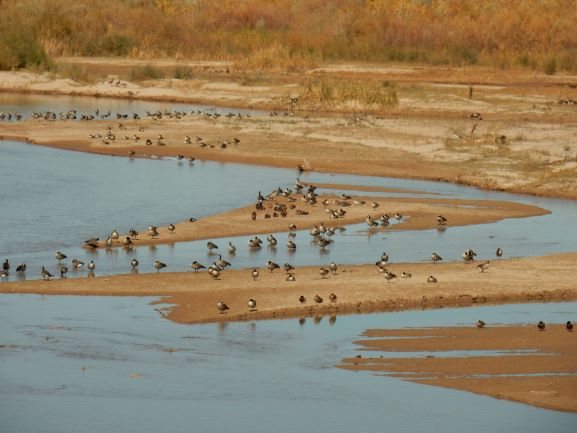 Canada Geese on Rio Grande Sandbars- Photo by Mark Higgins