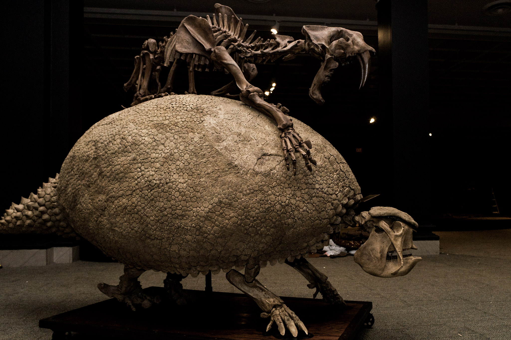 Image of a Smilodon attacking a Glyptodon. skeletal structure   