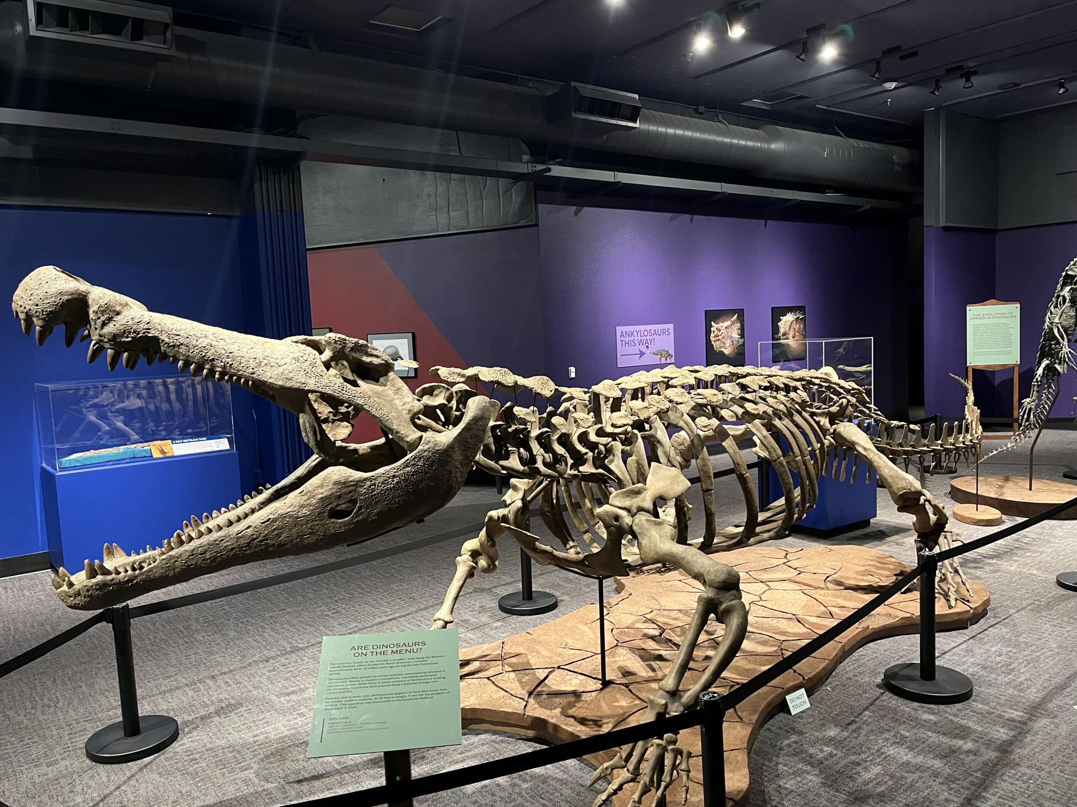 Image of a Deinosuchus skeletal structure 