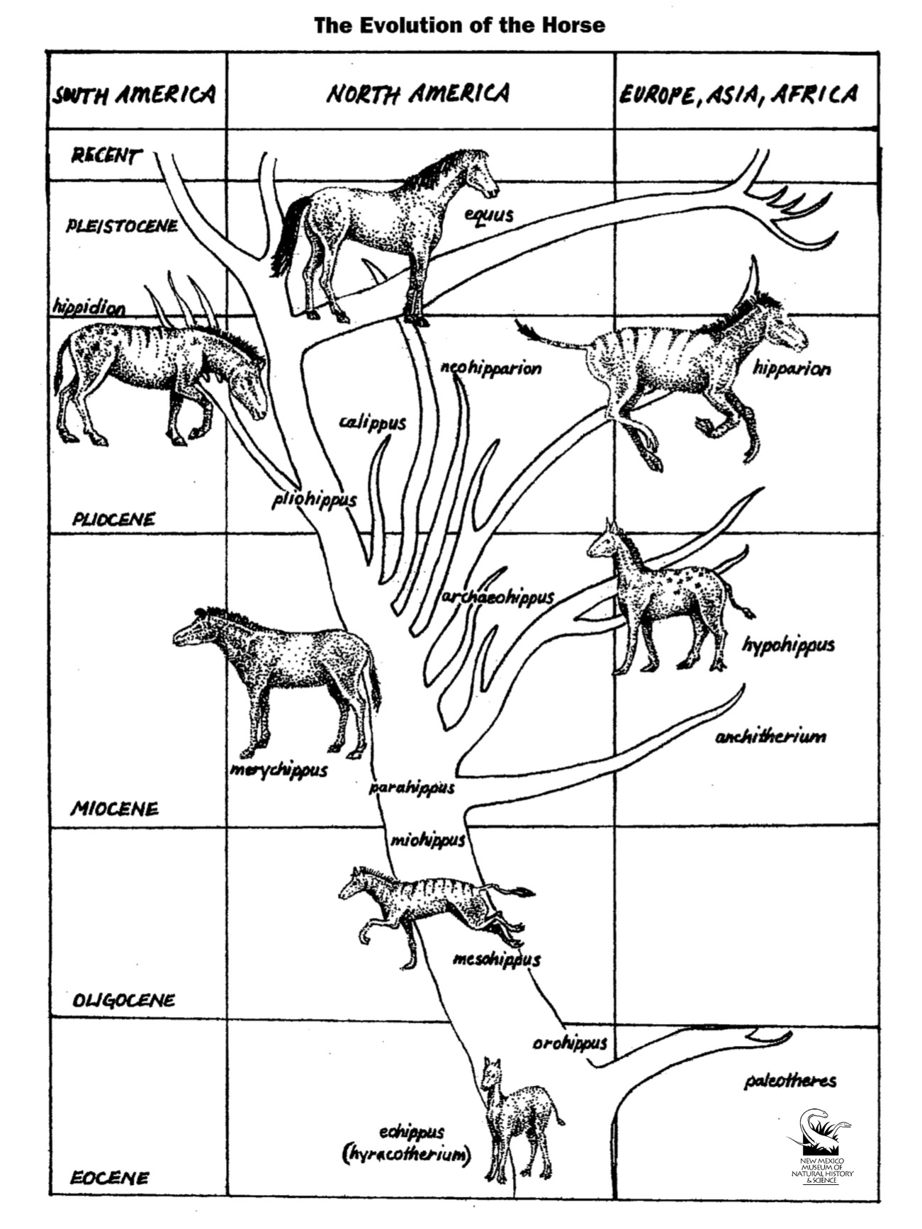 Horse Evolution Coloring Page