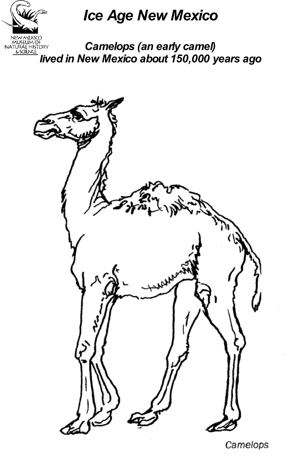 Camelops  Coloring Page
