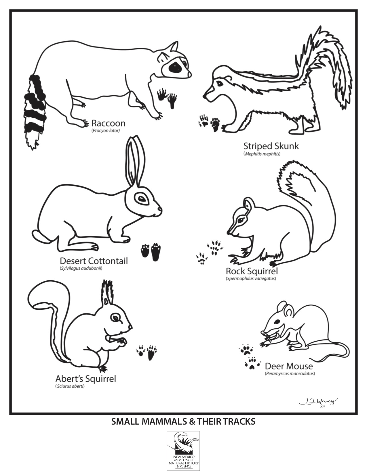 Mammals and Tracks Coloring Sheet