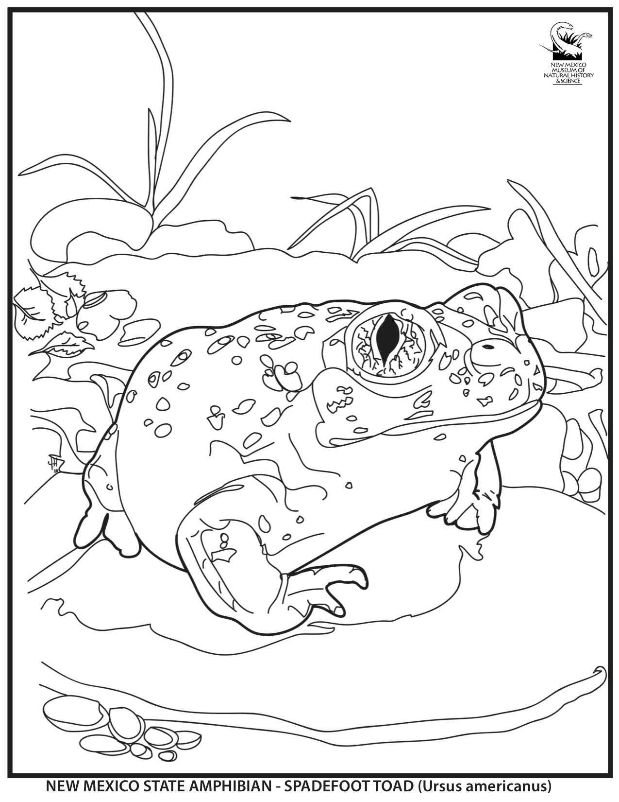 Amphibian Coloring Page